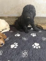 Clover, a female Miniature Goldendoodle for sale in Rockdale, TX – 9 of 10