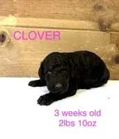 Clover, a female Miniature Goldendoodle for sale in Rockdale, TX – Photo 1 of 7