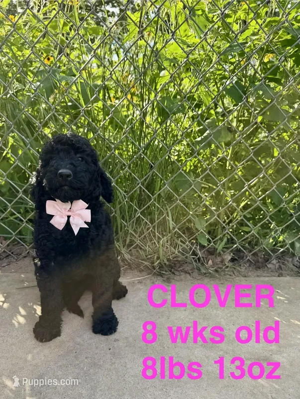 Clover – Miniature Goldendoodle puppy for sale in Rockdale, TX