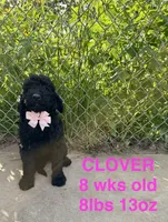 Clover, a female Miniature Goldendoodle for sale in Rockdale, TX – 1 of 10