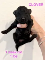 Clover, a female Miniature Goldendoodle for sale in Rockdale, TX – Photo 2 of 7