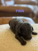 Finn, a male Miniature Goldendoodle for sale in Rockdale, TX – Photo 3 of 10