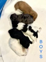 Finn, a male Miniature Goldendoodle for sale in Rockdale, TX – Photo 2 of 10