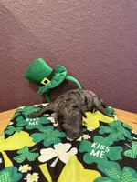 Finn, a male Miniature Goldendoodle for sale in Rockdale, TX – Photo 8 of 10