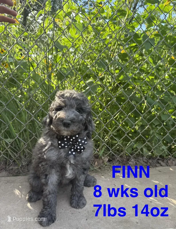 Finn – Miniature Goldendoodle puppy for sale in Rockdale, TX