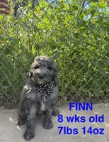 Finn, a male Miniature Goldendoodle for sale in Rockdale, TX – 1 of 10
