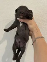 Finn, a male Miniature Goldendoodle for sale in Rockdale, TX – Photo 6 of 10