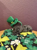 Finn, a male Miniature Goldendoodle for sale in Rockdale, TX – Photo 7 of 10