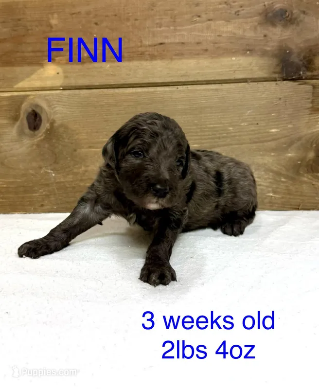 Finn – Miniature Goldendoodle puppy for sale in Rockdale, TX