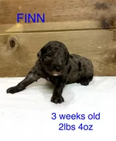 Finn, a male Miniature Goldendoodle for sale in Rockdale, TX – Photo 1 of 10