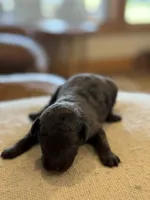 Finn, a male Miniature Goldendoodle for sale in Rockdale, TX – Photo 5 of 10