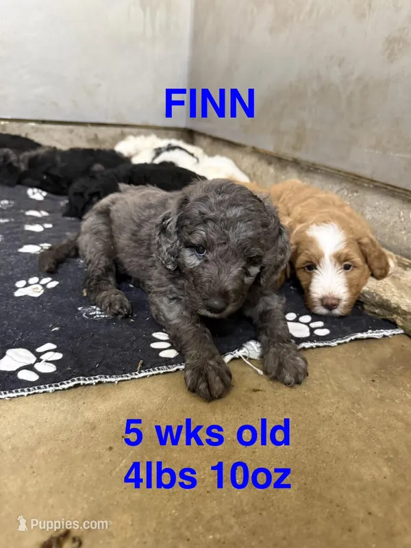 Finn – Miniature Goldendoodle puppy for sale in Rockdale, TX