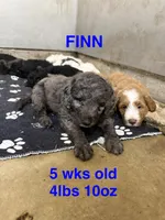 Finn, a male Miniature Goldendoodle for sale in Rockdale, TX – 2 of 10