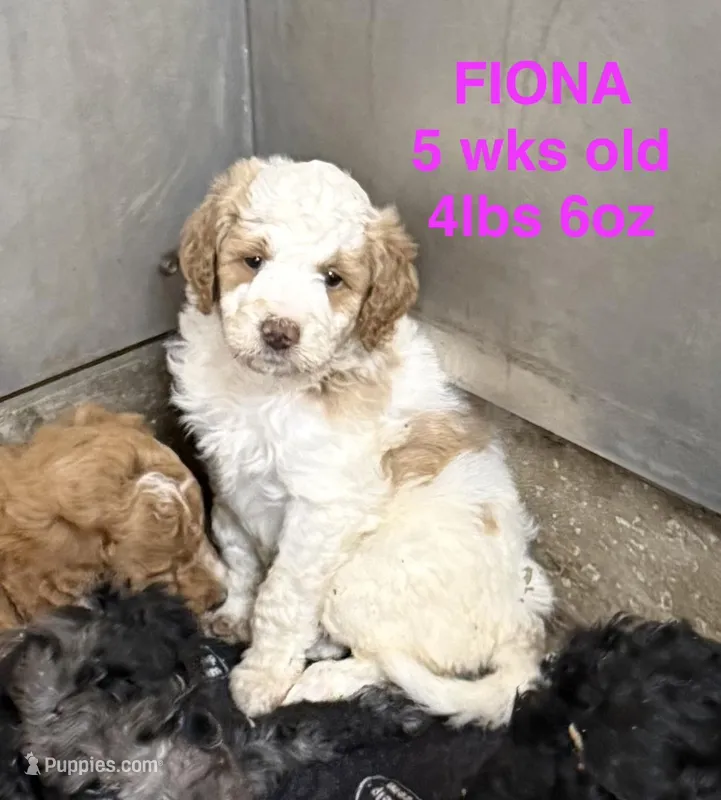 Fiona – Miniature Goldendoodle puppy for sale in Rockdale, TX
