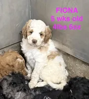 Fiona, a female Miniature Goldendoodle for sale in Rockdale, TX – 2 of 10