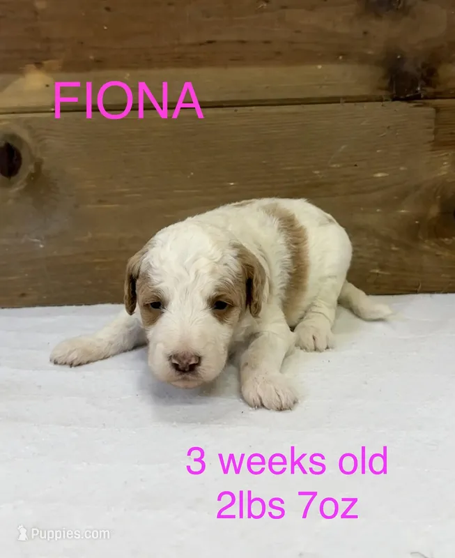 Fiona – Miniature Goldendoodle puppy for sale in Rockdale, TX