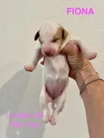 Fiona, a female Miniature Goldendoodle for sale in Rockdale, TX – Photo 2 of 9