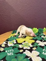 Fiona, a female Miniature Goldendoodle for sale in Rockdale, TX – Photo 6 of 9