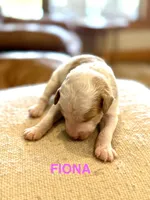 Fiona, a female Miniature Goldendoodle for sale in Rockdale, TX – Photo 3 of 9