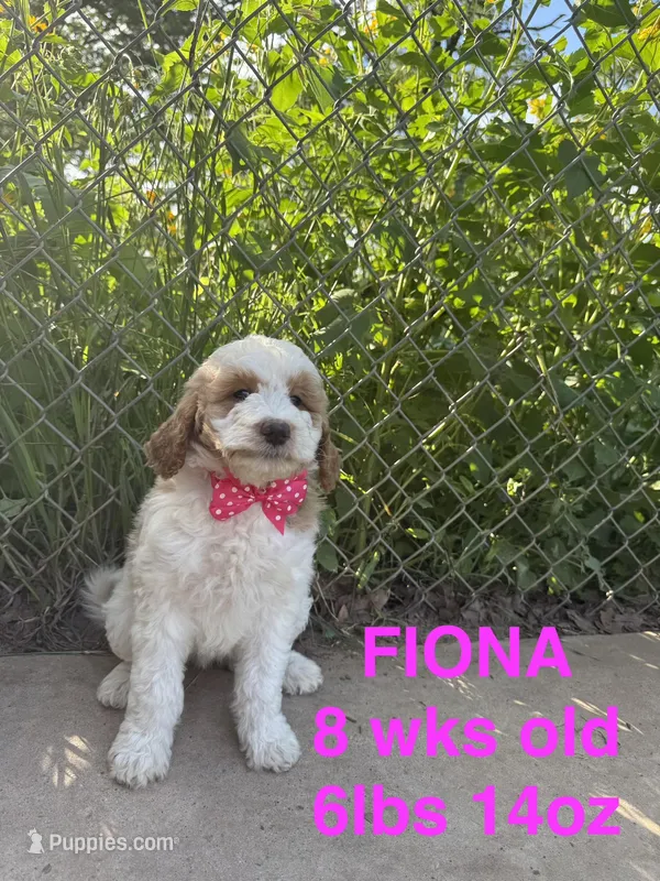 Fiona – Miniature Goldendoodle puppy for sale in Rockdale, TX