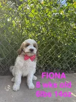 Fiona, a female Miniature Goldendoodle for sale in Rockdale, TX – 1 of 10