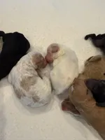 Fiona, a female Miniature Goldendoodle for sale in Rockdale, TX – Photo 8 of 9