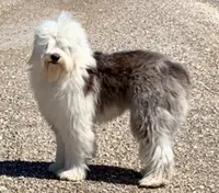 processed/4a5570fd-0d57-41bb-acb0-cf7ffa185e0f/listing/c5052e83-02b6-44d7-9eb3-7415da1f9899/a660a547-22a1-40c3-bf2a-466243cfac3e