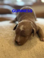 Guinness , a male Miniature Goldendoodle for sale in Rockdale, TX – Photo 2 of 9