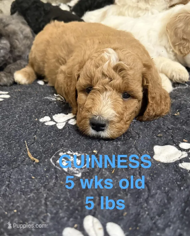 Guinness  – Miniature Goldendoodle puppy for sale in Rockdale, TX