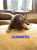 Guinness , a male Miniature Goldendoodle for sale in Rockdale, TX – Photo 3 of 9