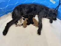 Guinness , a male Miniature Goldendoodle for sale in Rockdale, TX – Photo 6 of 9