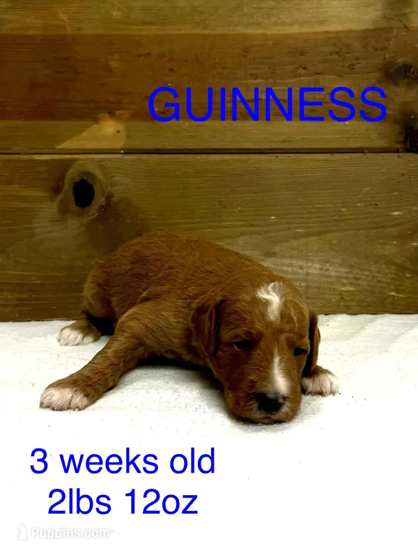 Guinness  – Miniature Goldendoodle puppy for sale in Rockdale, TX