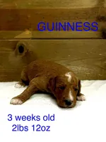 Guinness , a male Miniature Goldendoodle for sale in Rockdale, TX – Photo 1 of 9