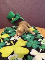 Guinness , a male Miniature Goldendoodle for sale in Rockdale, TX – Photo 7 of 9