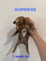 Guinness , a male Miniature Goldendoodle for sale in Rockdale, TX – Photo 4 of 9