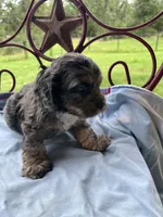 Derby, a male Cockapoo for sale in Rockdale, TX – 1 of 2