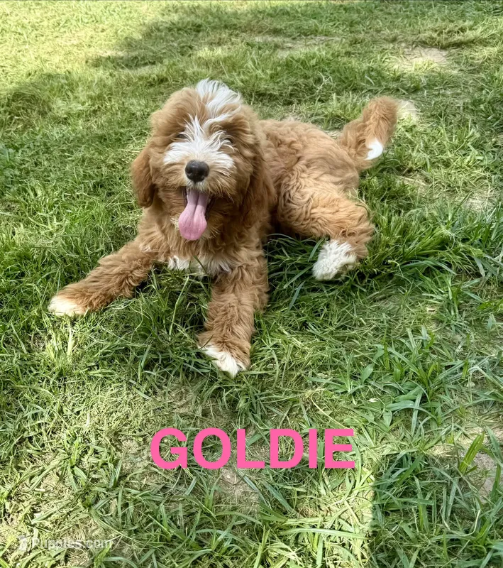 Goldie – Miniature Goldendoodle puppy for sale in Rockdale, TX