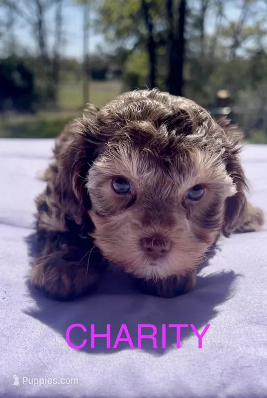 Charity – Yorkipoo puppy for sale in Rockdale, TX