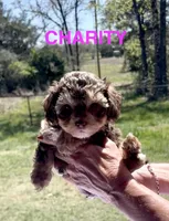 Charity, a female Yorkipoo for sale in Rockdale, TX – Photo 5 of 7