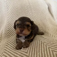 Charity, a female Yorkipoo for sale in Rockdale, TX – Photo 3 of 7