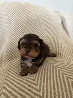 Charity, a female Yorkipoo for sale in Rockdale, TX – Photo 2 of 3