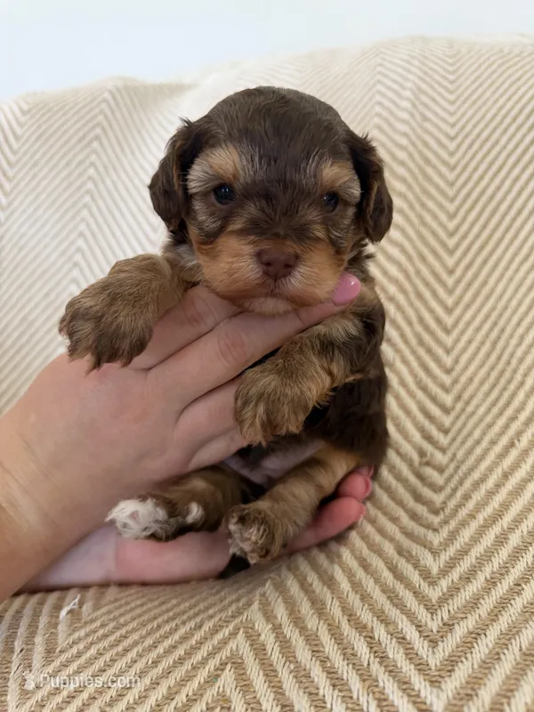 Charity, a female Yorkipoo for sale in Rockdale, TX – Photo 1 of 3