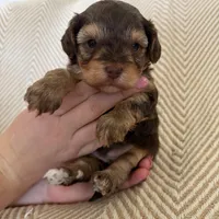 Charity, a female Yorkipoo for sale in Rockdale, TX – Photo 2 of 7