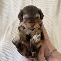 Charity, a female Yorkipoo for sale in Rockdale, TX – Photo 4 of 7