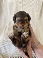 Charity, a female Yorkipoo for sale in Rockdale, TX – Photo 3 of 3