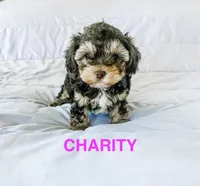 Charity, a female Yorkipoo for sale in Rockdale, TX – Photo 7 of 7