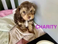 Charity, a female Yorkipoo for sale in Rockdale, TX – Photo 6 of 7