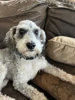 Apple Jack, a male Labradoodle for sale in Rockdale, TX – 1 of 4