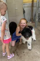 Paddy, a male Miniature Goldendoodle for sale in Rockdale, TX – 4 of 10