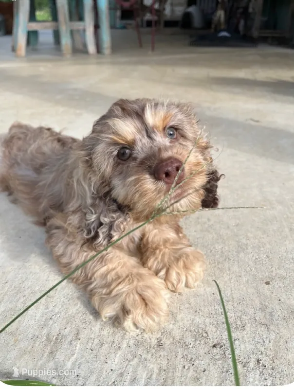 Churchhill – Cockapoo puppy for sale in Rockdale, TX
